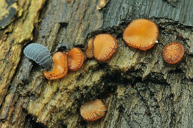 štítovnička Scutellinia sp.