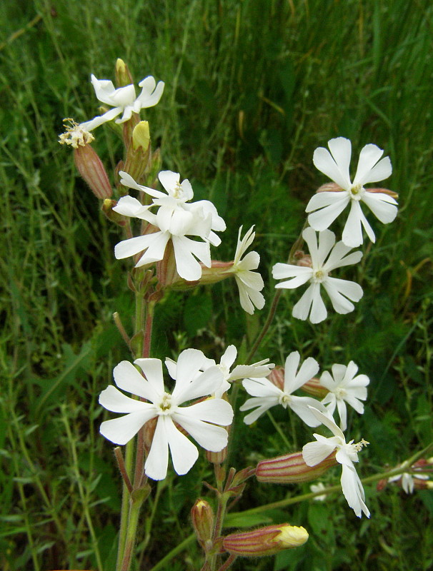 silenka biela pravá Silene latifolia subsp. alba (Mill.) Greuter et Burdet