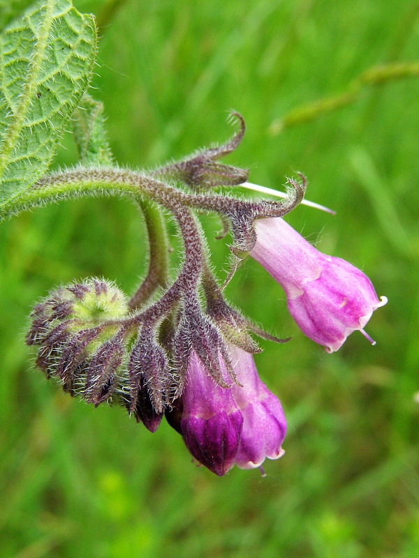 kostihoj lekársky Symphytum officinale L.