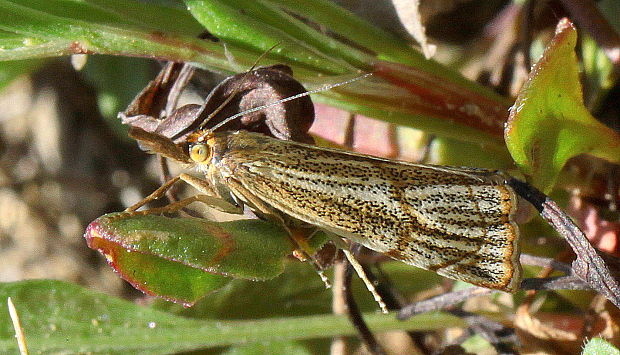 trávovec jarný / travařík kostřavový Thisanotia chrysonuchella Scopoli, 1763