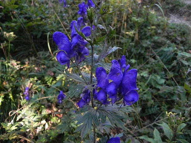 prilbica pestrá Aconitum variegatum L.