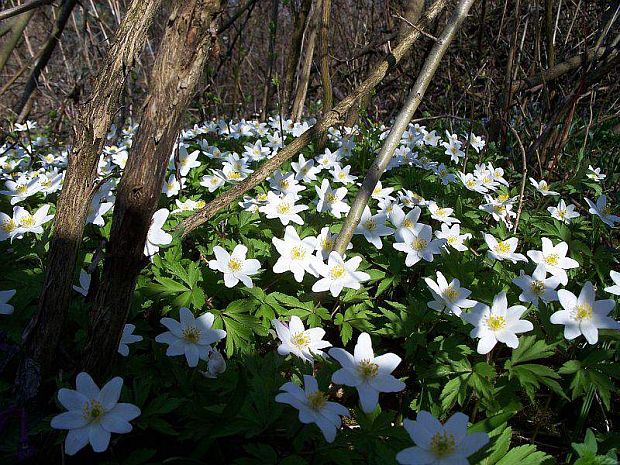 veternica hájna Anemone nemorosa L.