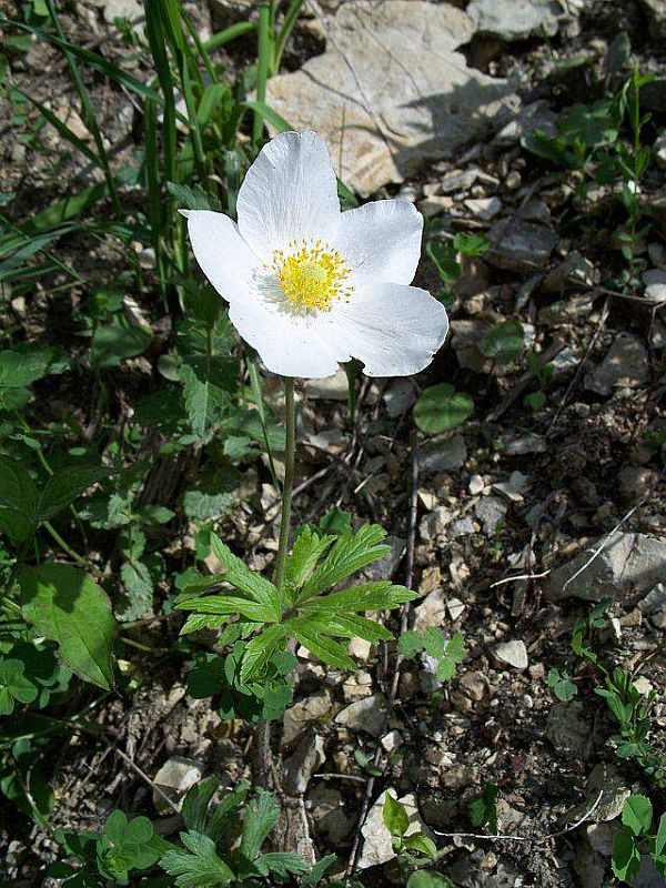 veternica lesná Anemone sylvestris L.