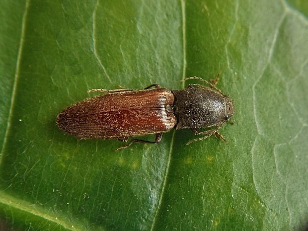 kováčik červenobruchý  Athous hamorrhoidalis Fabricius, 1801