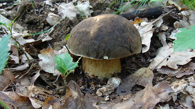 hríb bronzový Boletus aereus Bull. ex Fr.