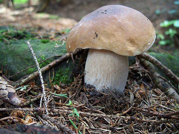 hríb smrekový Boletus edulis Bull.