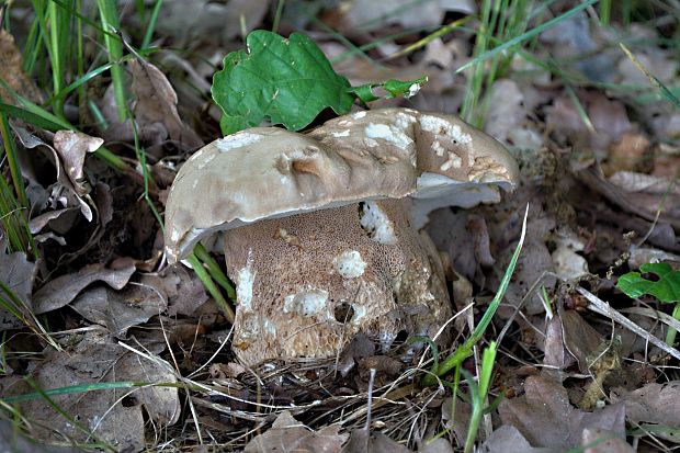 hríb dubový Boletus reticulatus Schaeff.