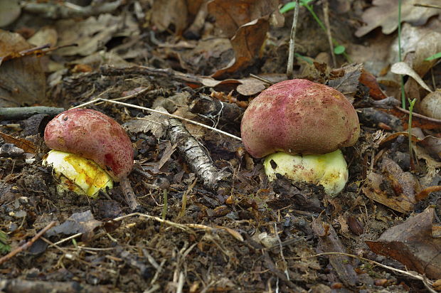 hríb kráľovský Butyriboletus regius (Krombh.) D. Arora & J.L. Frank