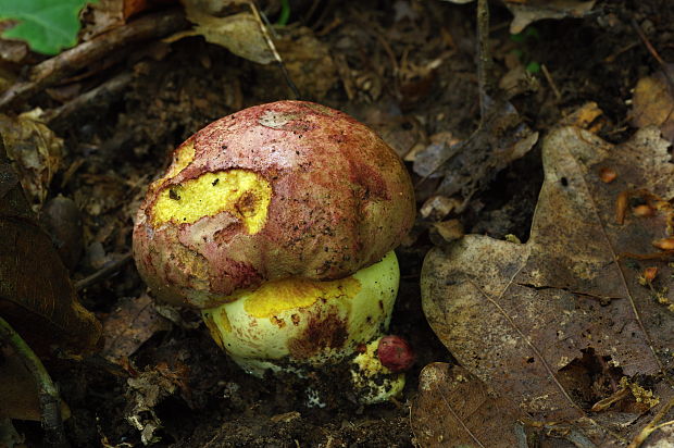 hríb kráľovský Butyriboletus regius (Krombh.) D. Arora & J.L. Frank