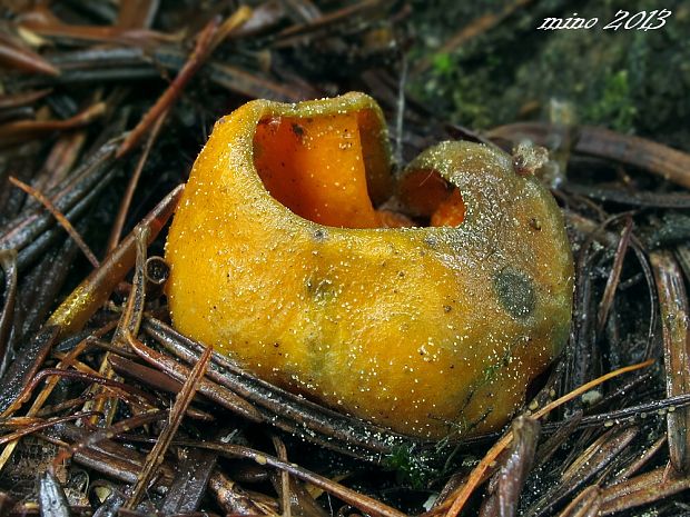 pohárovka ohnivá Caloscypha fulgens (Pers.) Boud.