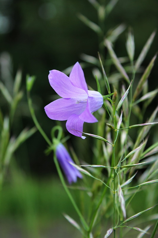 zvonček konáristý Campanula patula L.