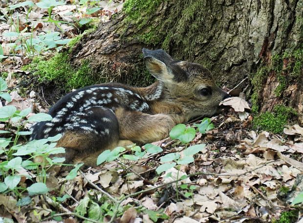 drobček Capreolus capreolus