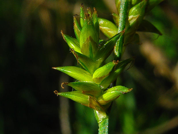 ostrica predĺžená Carex elongata L.