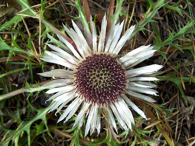 krasovlas bezbyľový pravý Carlina acaulis subsp. acaulis L.