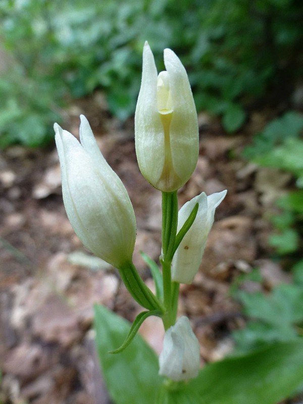 prilbovka biela Cephalanthera damasonium (Mill.) Druce