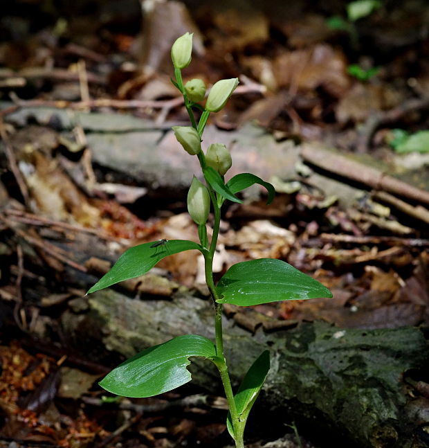 prilbovka biela Cephalanthera damasonium (Mill.) Druce