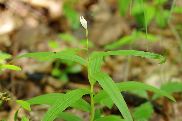 prilbovka dlholistá Cephalanthera longifolia (L.) Fritsch