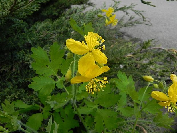 lastovičník väčší Chelidonium majus L.