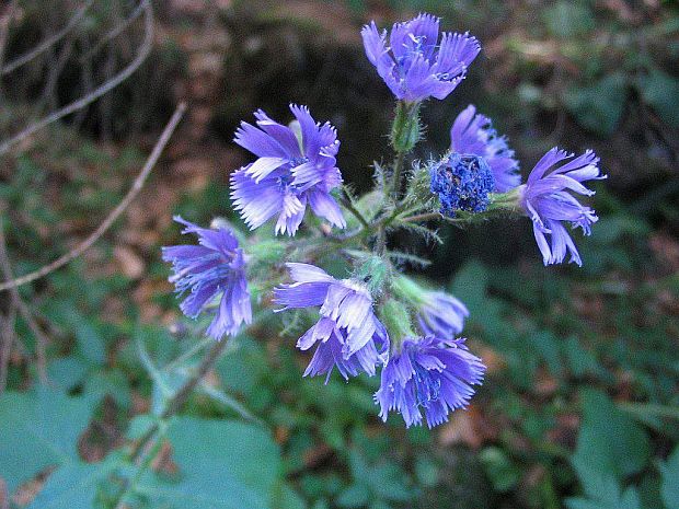 mliečivec alpínsky Cicerbita alpina (L.) Wallr.