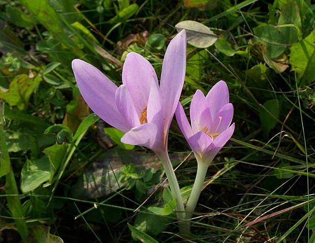 jesienka obyčajná Colchicum autumnale