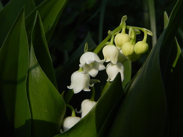 konvalinka voňavá Convallaria majalis L.