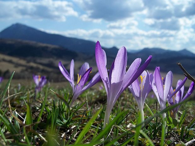 šafran spišský Crocus discolor G. Reuss