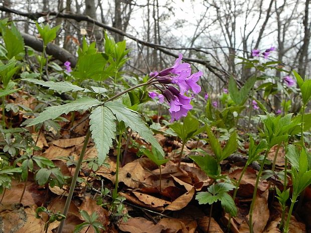 zubačka žliazkatá Dentaria glandulosa Waldst. et Kit. ex Willd.