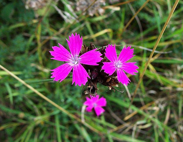 klinček kartuziánsky Dianthus carthusianorum L.