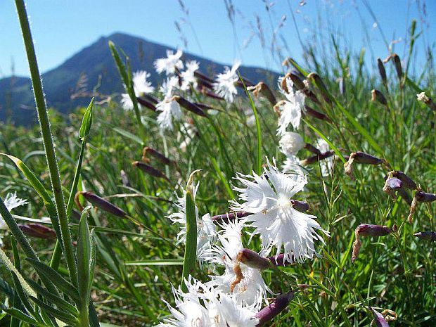 klinček peristý včasný Dianthus praecox Kit.