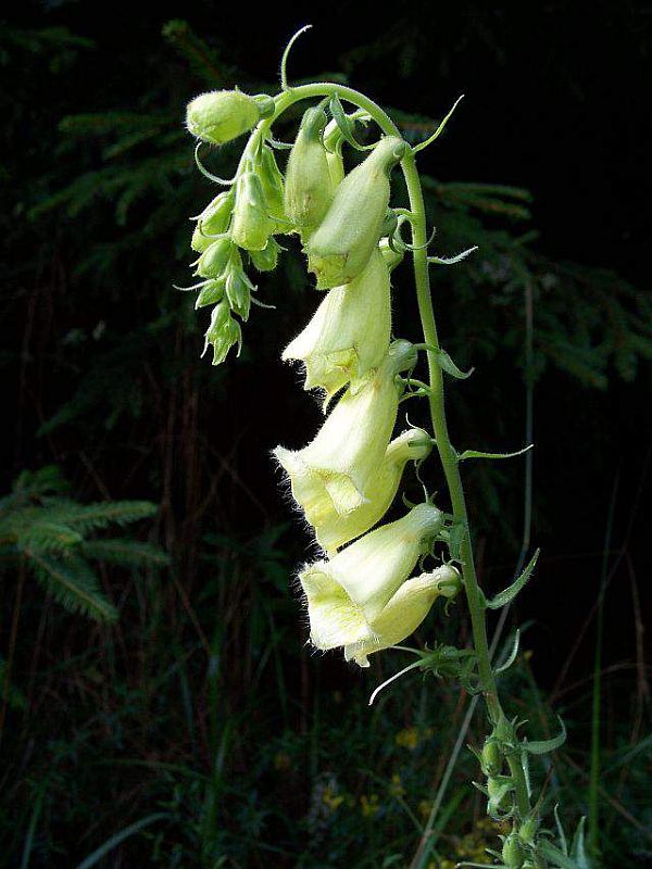 náprstník veľkokvetý Digitalis grandiflora Mill.