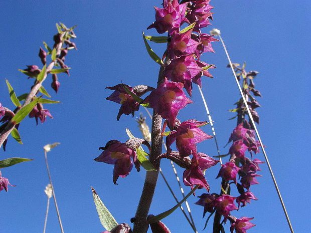 kruštík tmavočervený pravý Epipactis atrorubens subsp. atrorubens (Hoffm.) Besser