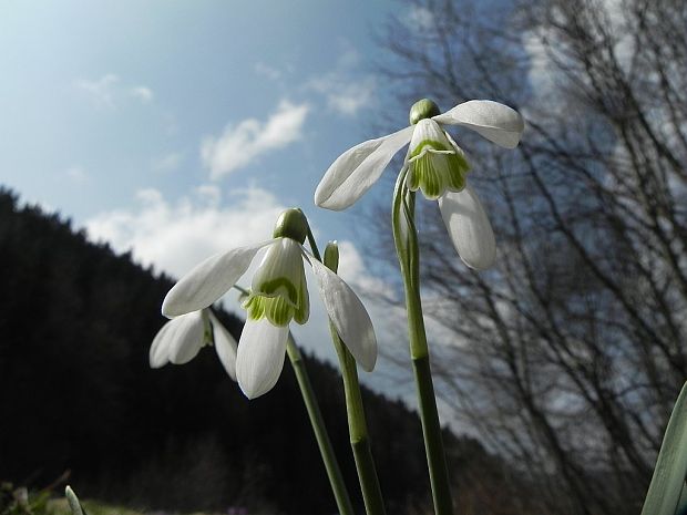 snežienka jarná Galanthus nivalis L.