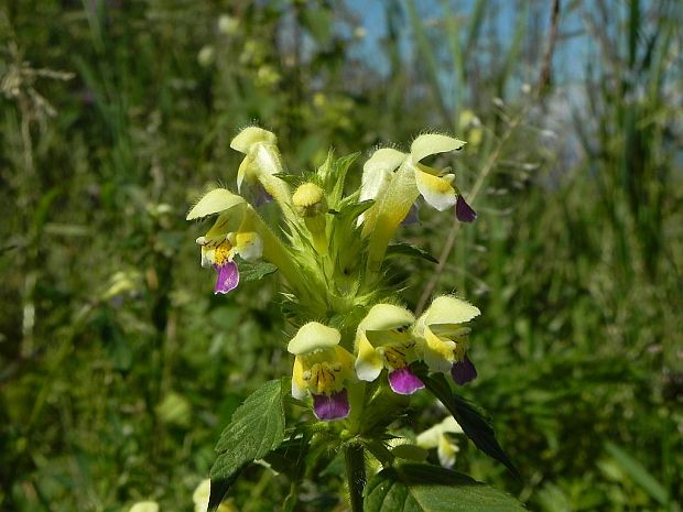 konopnica úhľadná Galeopsis speciosa Mill.