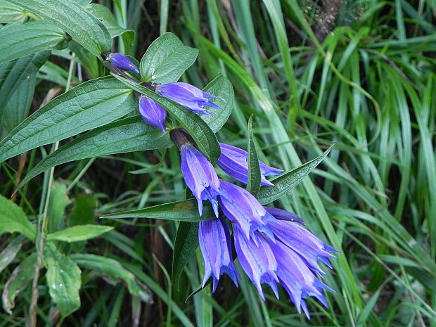 horec luskáčovitý Gentiana asclepiadea L.