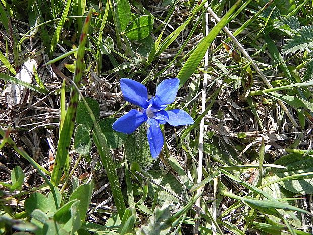 horec jarný Gentiana verna L.