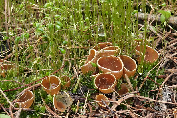 pohárik spáleniskový Geopyxis carbonaria (Alb. & Schwein.) Sacc.