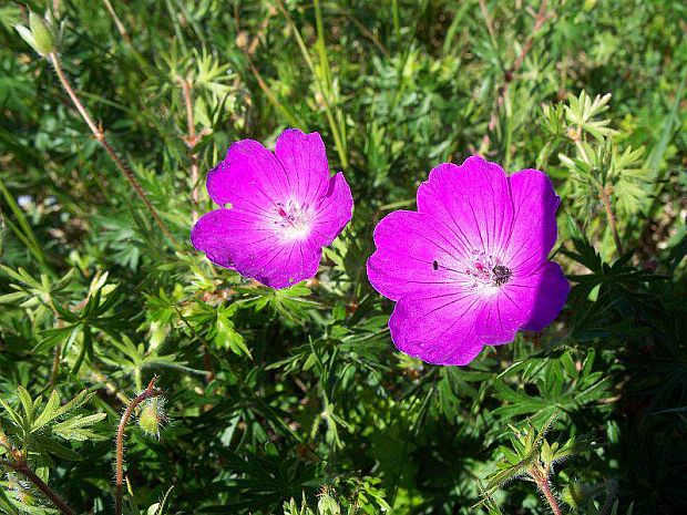 pakost krvavý Geranium sanguineum L.