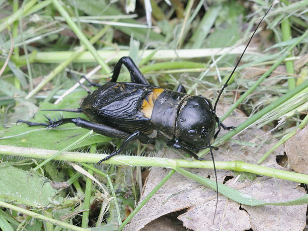 cvrček Gryllus campestris