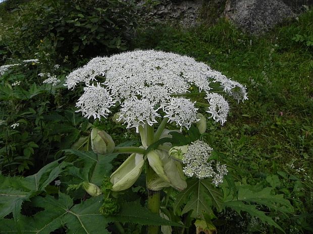 boľševník obrovský Heracleum mantegazzianum Sommier et Levier