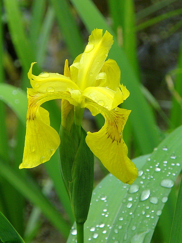 kosatec žltý Iris pseudacorus L.