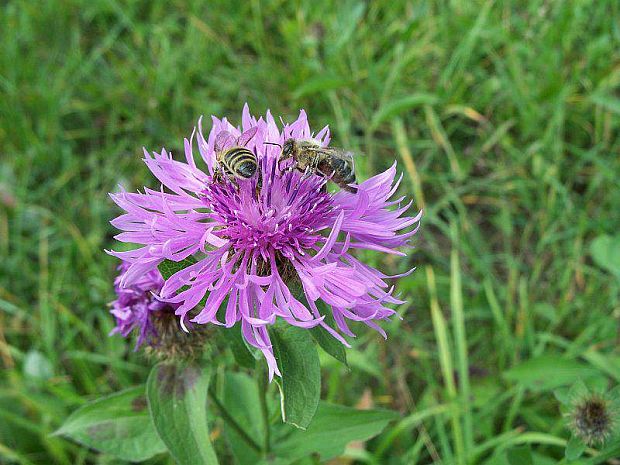 nevädzovec veľkokvetý Jacea oxylepis (Wimm. et Grab.) Hayek