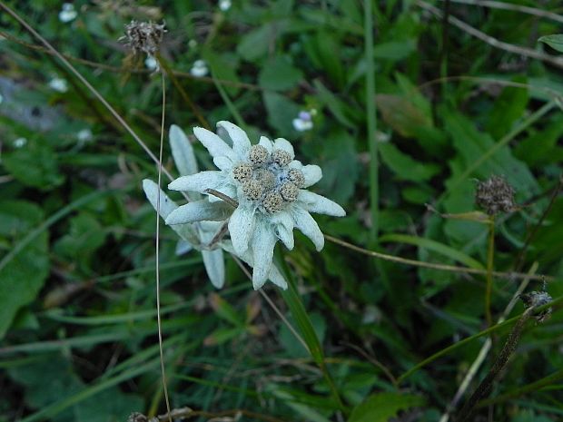 plesnivec alpínsky Leontopodium alpinum Cass.