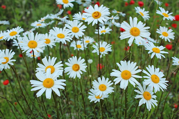 margaréta biela Leucanthemum vulgare Lam.