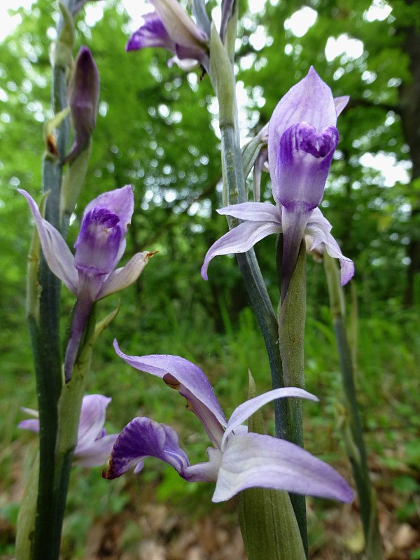 modruška pošvatá Limodorum abortivum (L.) Sw.