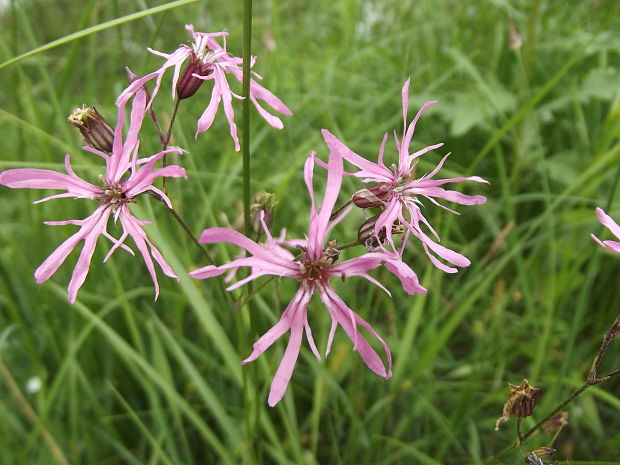 kukučka lúčna Lychnis flos-cuculi L.