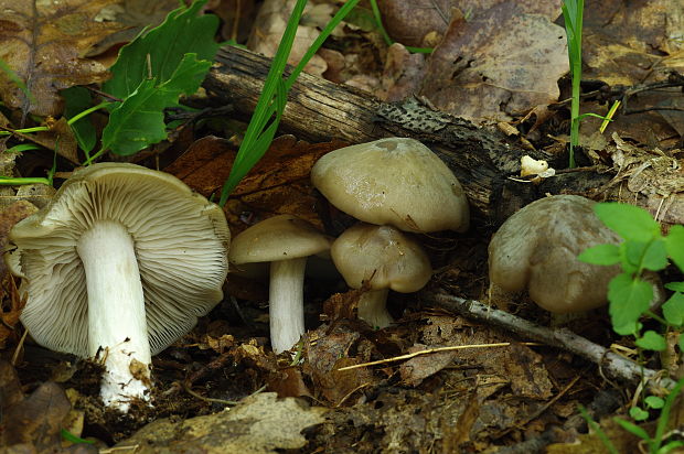 povraznica širokolupeňová Megacollybia platyphylla (Pers.) Kotl. & Pouzar