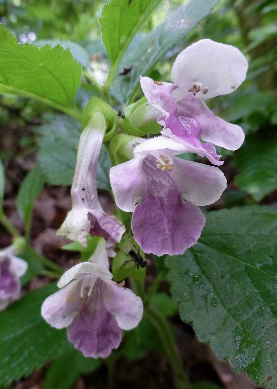 medúnka medovkolistá Melittis melissophyllum L.