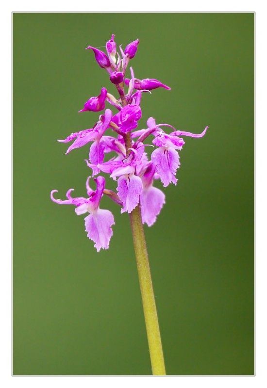 vstavač mužský poznačený Orchis mascula subsp. signifera (Vest) Soó