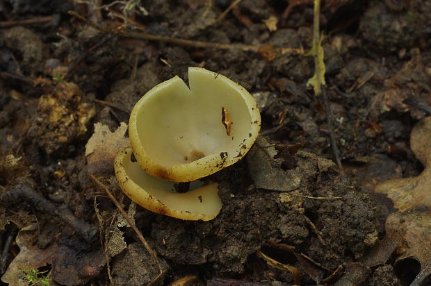 čiaška Peziza sp.