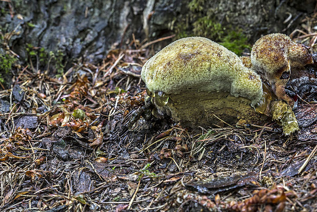 hnedák Schweinitzov Phaeolus schweinitzii (Fr.) Pat.